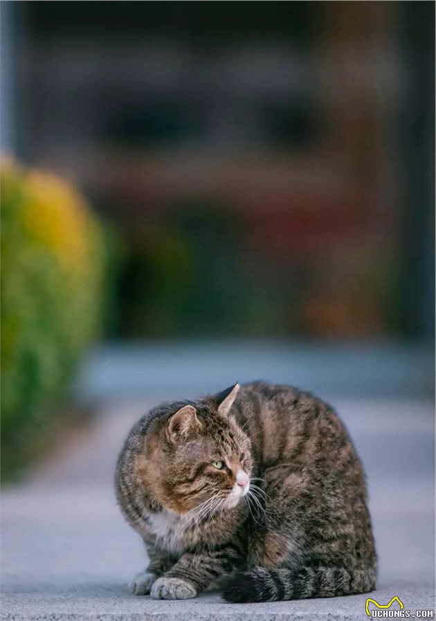 大橘猫气质高冷，方脸大狸猫追求不到一脸哀怨