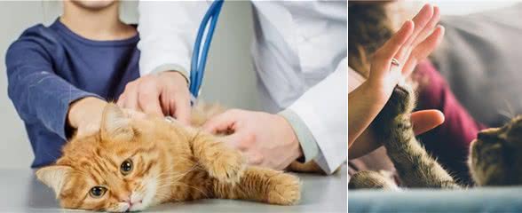 猫咪便血是怎么回事，又是什么导致的？