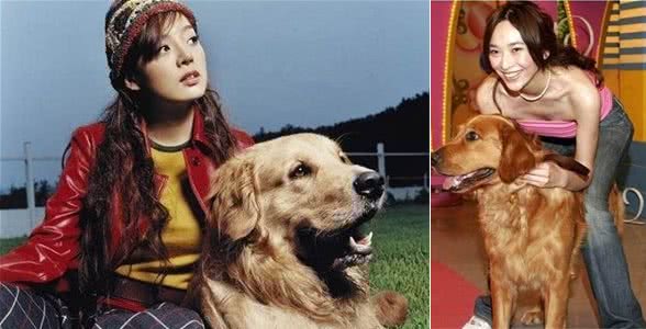 养了这么久金毛，各位铲屎官知道狗子的毛怎么正确打理吗？