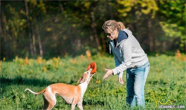 如何避免爱犬咬人和相应处置之法，不要低估狗的智商，调教很重要