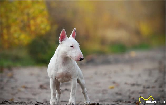 小型犬也有凶猛的，牢记它们，准备养狗狗的宠主尽量避开