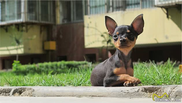 小型犬也有凶猛的，牢记它们，准备养狗狗的宠主尽量避开