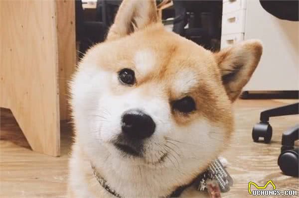 狗狗的这些怪异行为，你见过几个？