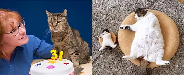 寿命短的猫,往往会有这6个特征,希望你家猫一个也不占