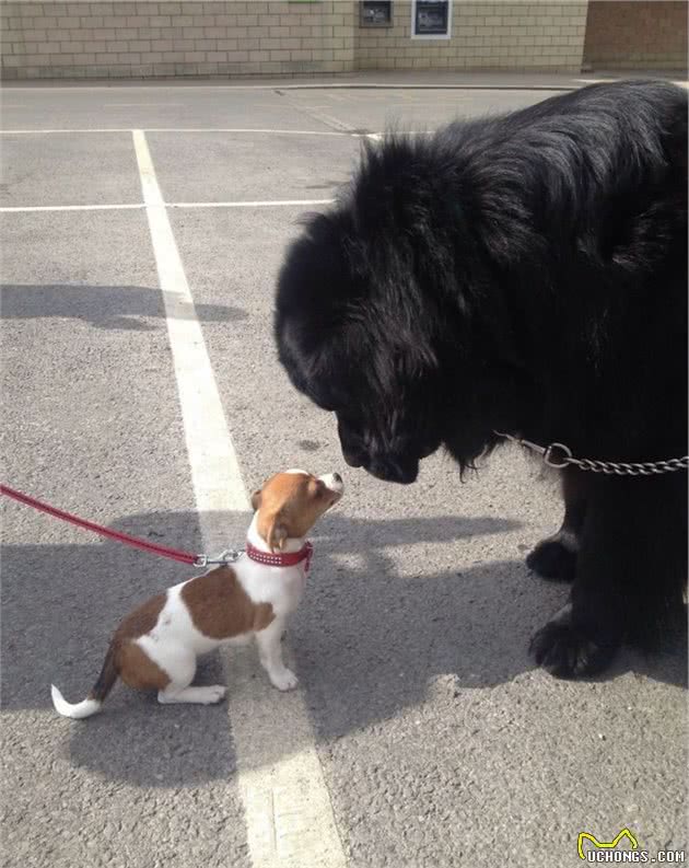 汪界巨婴无误，温柔的纽芬兰犬长大也把自己当宝宝还会帮溜马