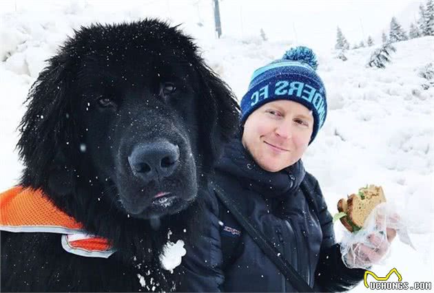 汪界巨婴无误，温柔的纽芬兰犬长大也把自己当宝宝还会帮溜马