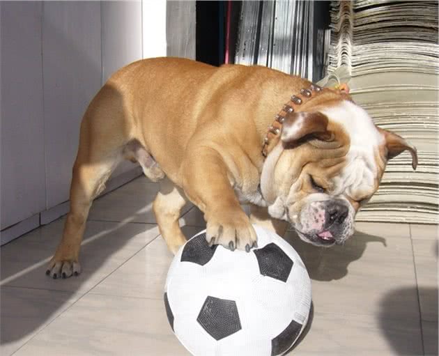 英国斗牛犬和法国斗牛犬，有什么区别？为什么价格那么高？
