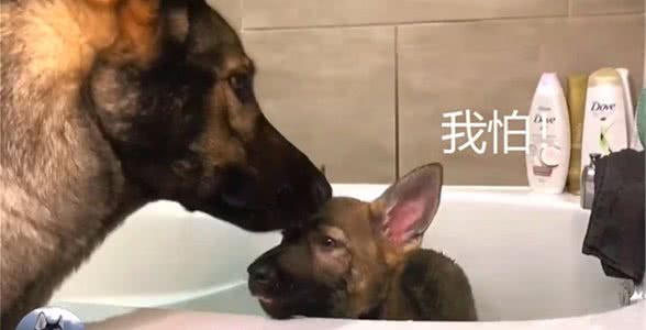 德牧生了个“独子”，把奶狗当宝一样，洗个澡还跟主人翻脸