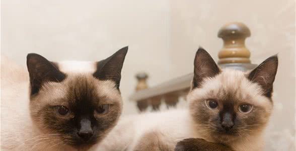 皇家贵族猫那么受欢迎为什么很少人养？暹罗猫：宝宝心里苦啊