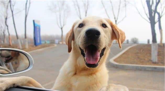 不管是大型犬还是小型犬，没长成犬的时候，注意这几个问题