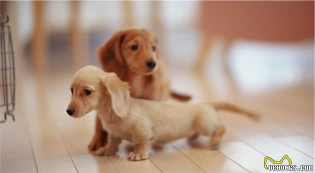 不管是大型犬还是小型犬，没长成犬的时候，注意这几个问题