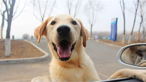 不管是大型犬还是小型犬，没长成犬的时候，注意这几个问题