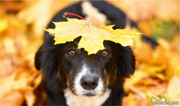 新手！我劝你不要养“边境牧羊犬”，不然哭都没眼泪