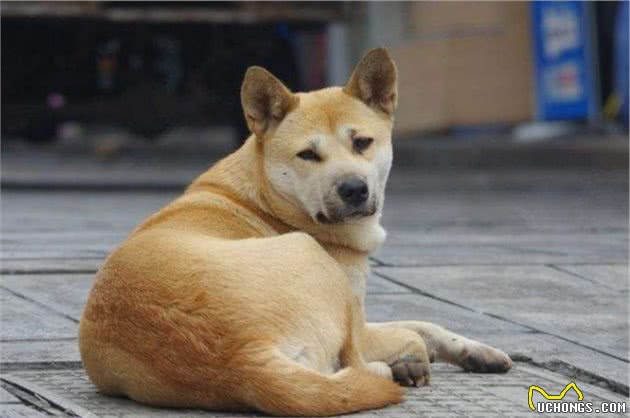 想养狗？不妨考虑下这7种狗，好养又不贵