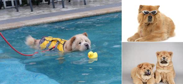 松狮犬怎么饲养，注意什么？