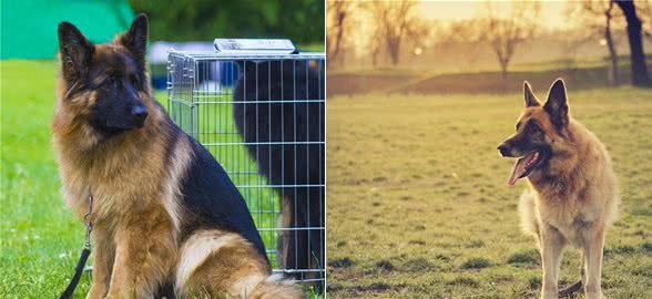 德国牧羊犬霸气且冷漠，对主人却是无私奉献，养它就对了