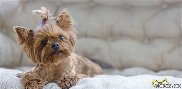 养大型犬好还是小型犬？喜欢安静的人选大狗，喜欢活泼的挑小狗