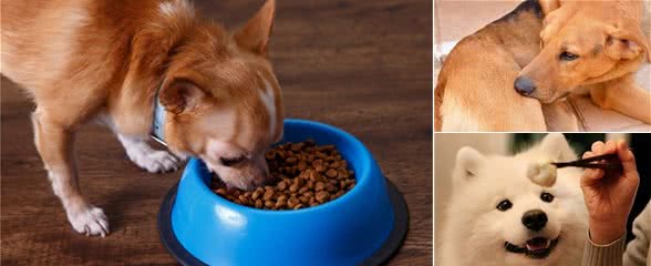 不想狗狗“寿命缩短”，这6点很重要