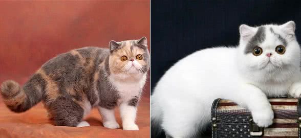 异国短毛猫怎么样？
