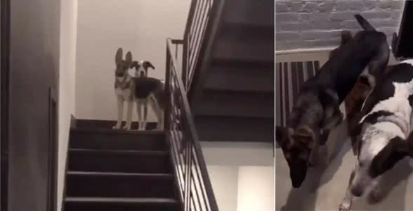 陌生猫狗来敲门是什么样的体验？整个过程也太刺激了