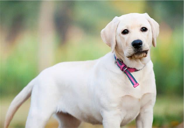 饲养狗狗幼犬时，有7大禁忌，你最好别碰