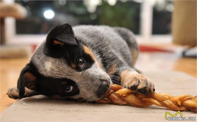 饲养狗狗幼犬时，有7大禁忌，你最好别碰