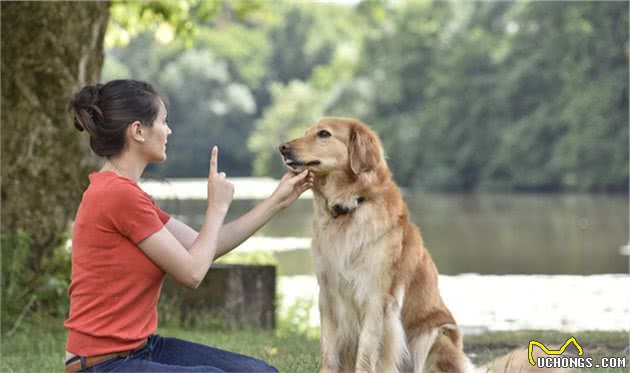 训练狗狗，会让它变得害怕主人吗？主要看主人用什么方法