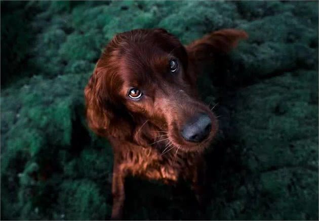 不养金毛犬，你都不知道，其实金毛有9种颜色！
