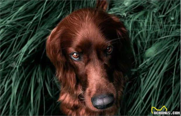 不养金毛犬，你都不知道，其实金毛有9种颜色！