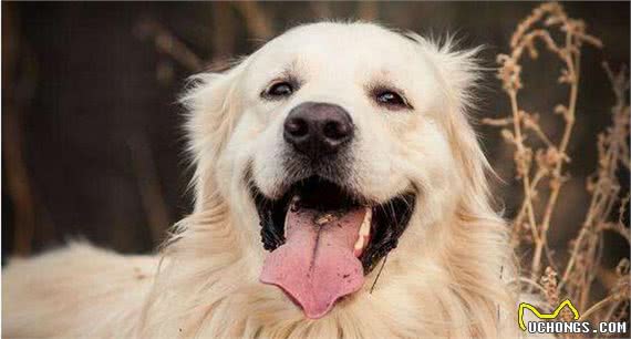 不养金毛犬，你都不知道，其实金毛有9种颜色！