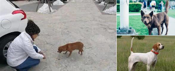 你们知道吗,原来狗狗的尾巴会“说话”哦