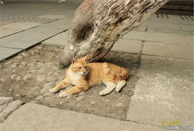 猫咪朝你翘尾的内在含义？主人需留心，示爱和进攻只在细微的差别