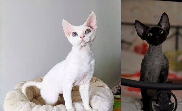 猫界粘人怪，德文卷毛猫
