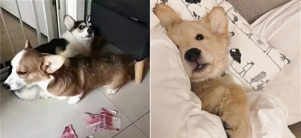 不瞒你说，“养狗的人”都会有这6种痛，你承受得了吗？