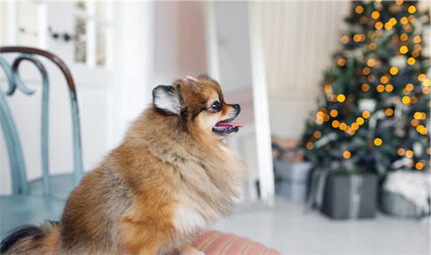 不用花钱美容，几个小妙招，教你护理博美犬