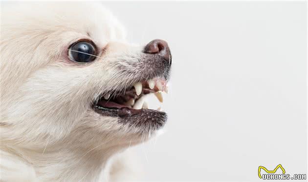 不用花钱美容，几个小妙招，教你护理博美犬