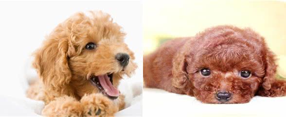 泰迪犬指甲怎么剪，指甲也能反映狗狗身体情况哦