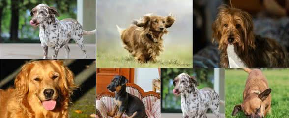 原来这7种狗被称为“腊肠犬”，各位狗狗主人，腊肠犬你们知道吗