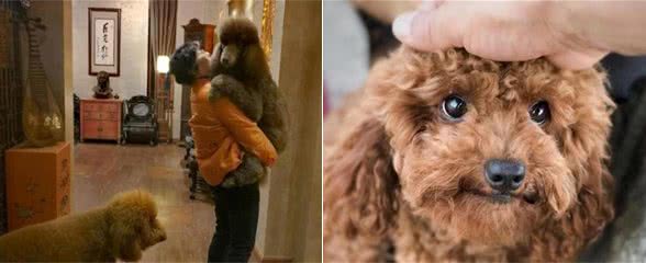 泰迪犬有这6个表现，说明它的“占有欲”非常强