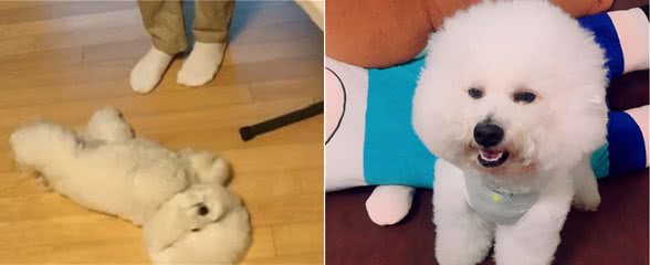 比熊犬“露肚子”的意思，不止是在说爱你