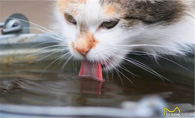 狗和猫都是舔水喝的，那它们有什么区别呢？