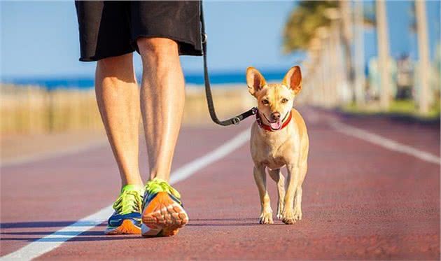 和伴侣犬一起生活！petetiquette宠物礼节