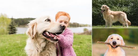 金毛犬好训练吗？要怎么训练？