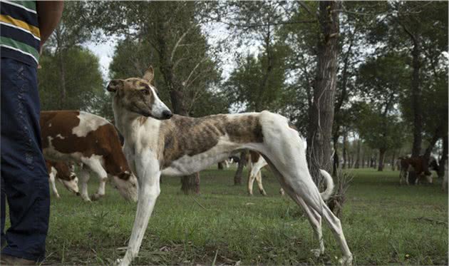 为什么中国神犬＂哮天犬细犬＂，那么少人养？