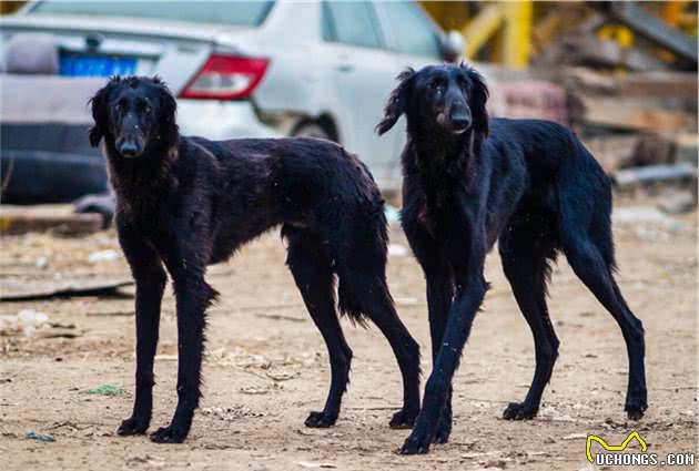 为什么中国神犬＂哮天犬细犬＂，那么少人养？