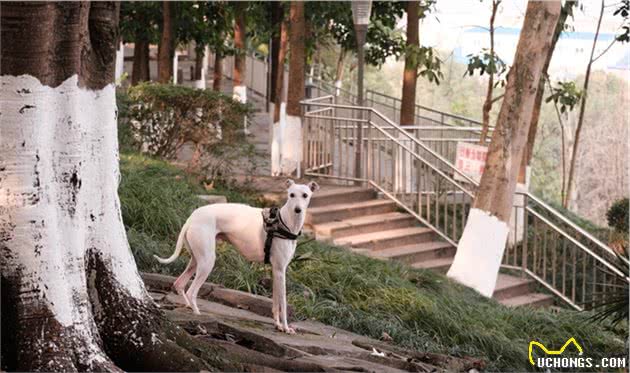 为什么中国神犬＂哮天犬细犬＂，那么少人养？