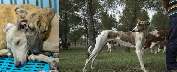 为什么中国神犬＂哮天犬细犬＂，那么少人养？