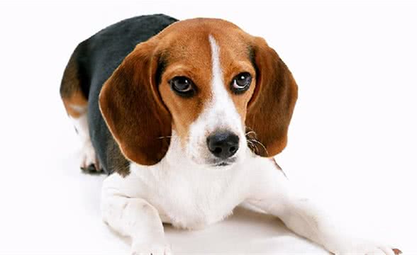 母比格犬什么时候来例假？