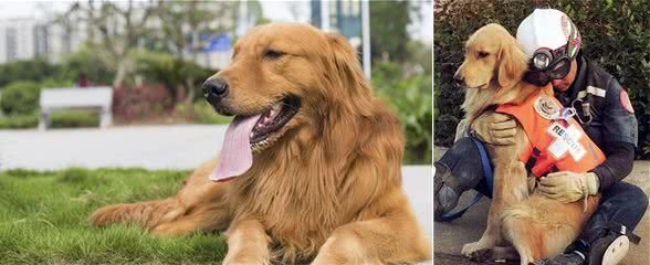 金毛犬的6大优秀之处，值得你饲养