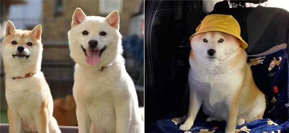 购买柴犬前准铲屎官必须要知道的三件事